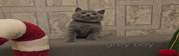 British Shorthair cats for sale: British Shorthair kitten's, GCCF pedigree - Advert 4