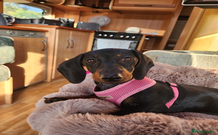 Miniature Dachshund dogs - Advert 1