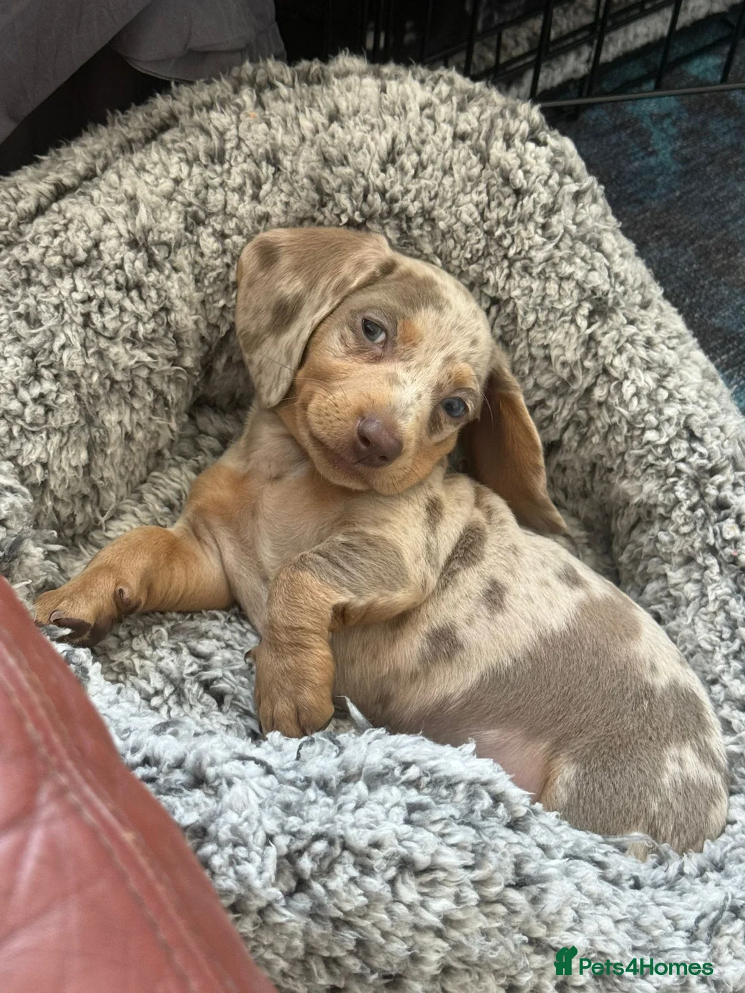 Miniature Dachshund dogs for sale: Miniature Dapple Isabella and Tan BOY - Advert 1