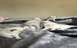 Ragdoll cats for sale: 🐾 Ragdoll Kittens Ready Soon!🐾 in Bridgwater - Image 18