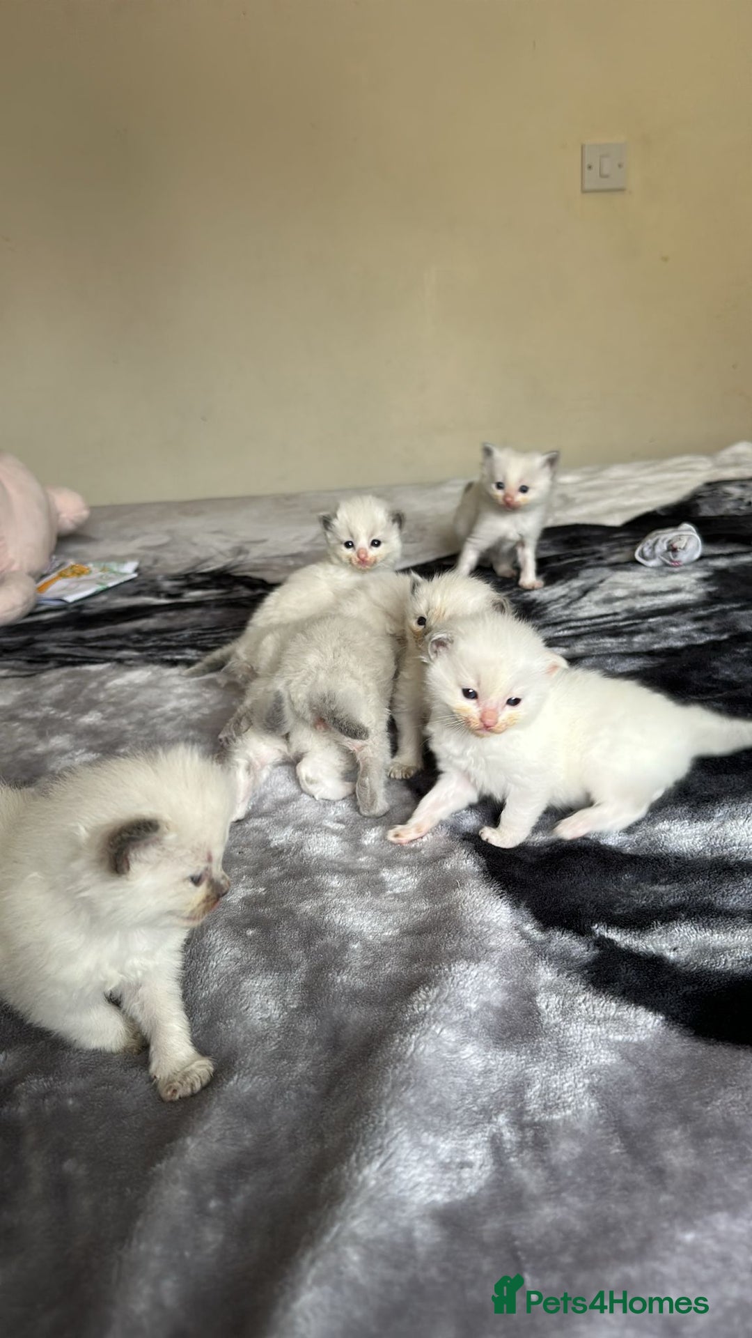 Ragdoll cats for sale: 🐾 Ragdoll Kittens Ready Soon!🐾 in Bridgwater - Image 18