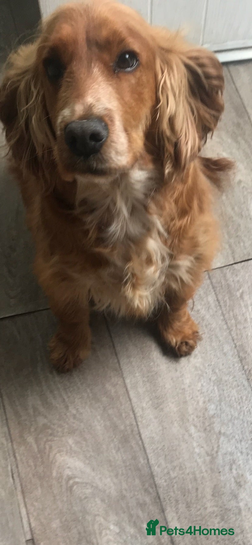Cocker Spaniel dogs Cocker spaniel puppy’s for sale  - Advert 2