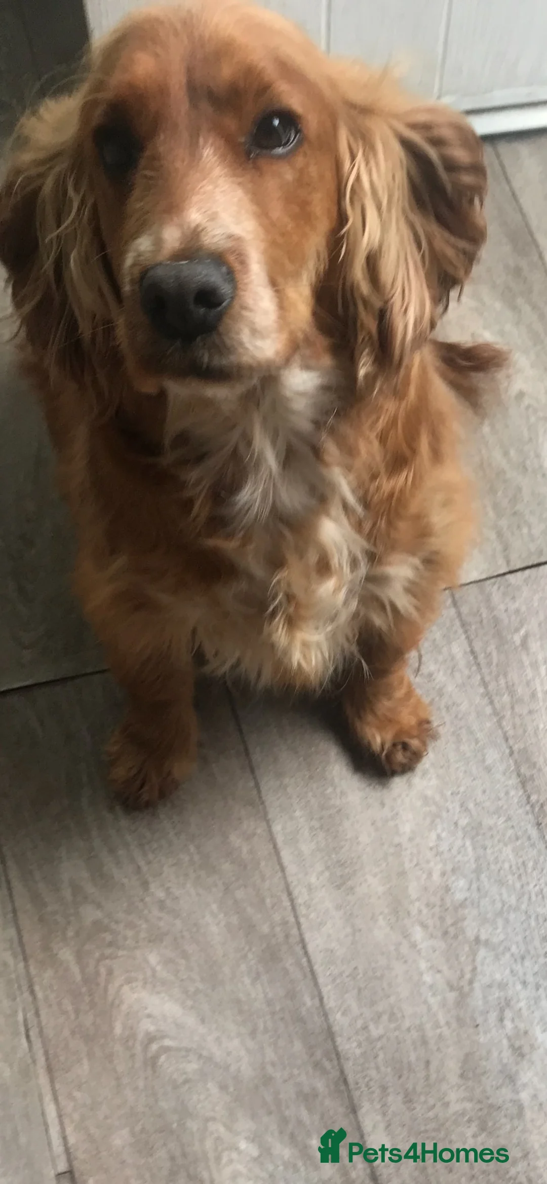 Cocker Spaniel dogs for sale: Cocker spaniel puppy’s for sale  - Advert 1