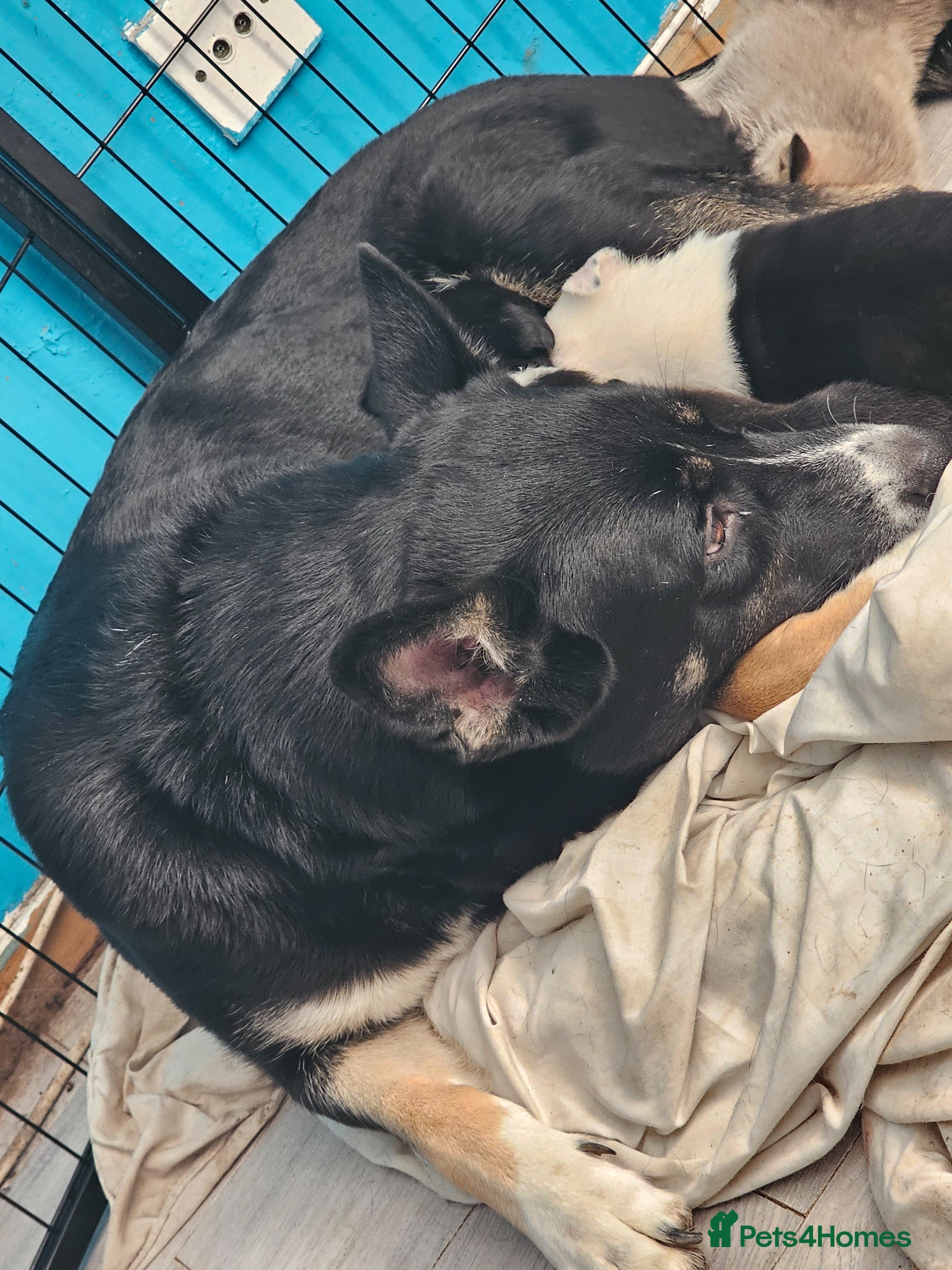 Mixed Breed dogs 6 puppies - Advert 3