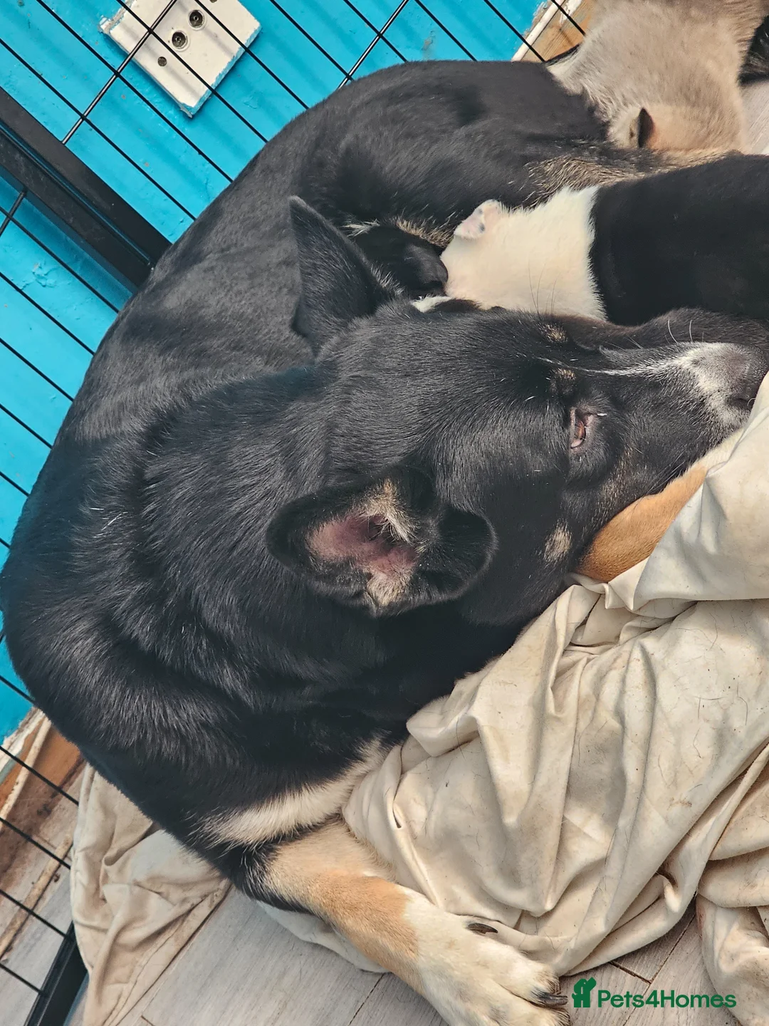 Mixed Breed dogs for sale: 6 puppies in Bedworth - Advert 1