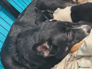 Mixed Breed dogs 6 puppies - Advert 1