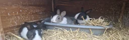 Dutch rabbits for sale: Diddy little Dutch buns- super friendly - M and F - Advert 19