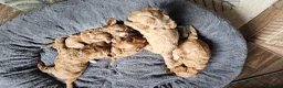 Cavapoo dogs for sale: Beautiful Litter of F1 Red Cavapoos Health Tested - Advert 14