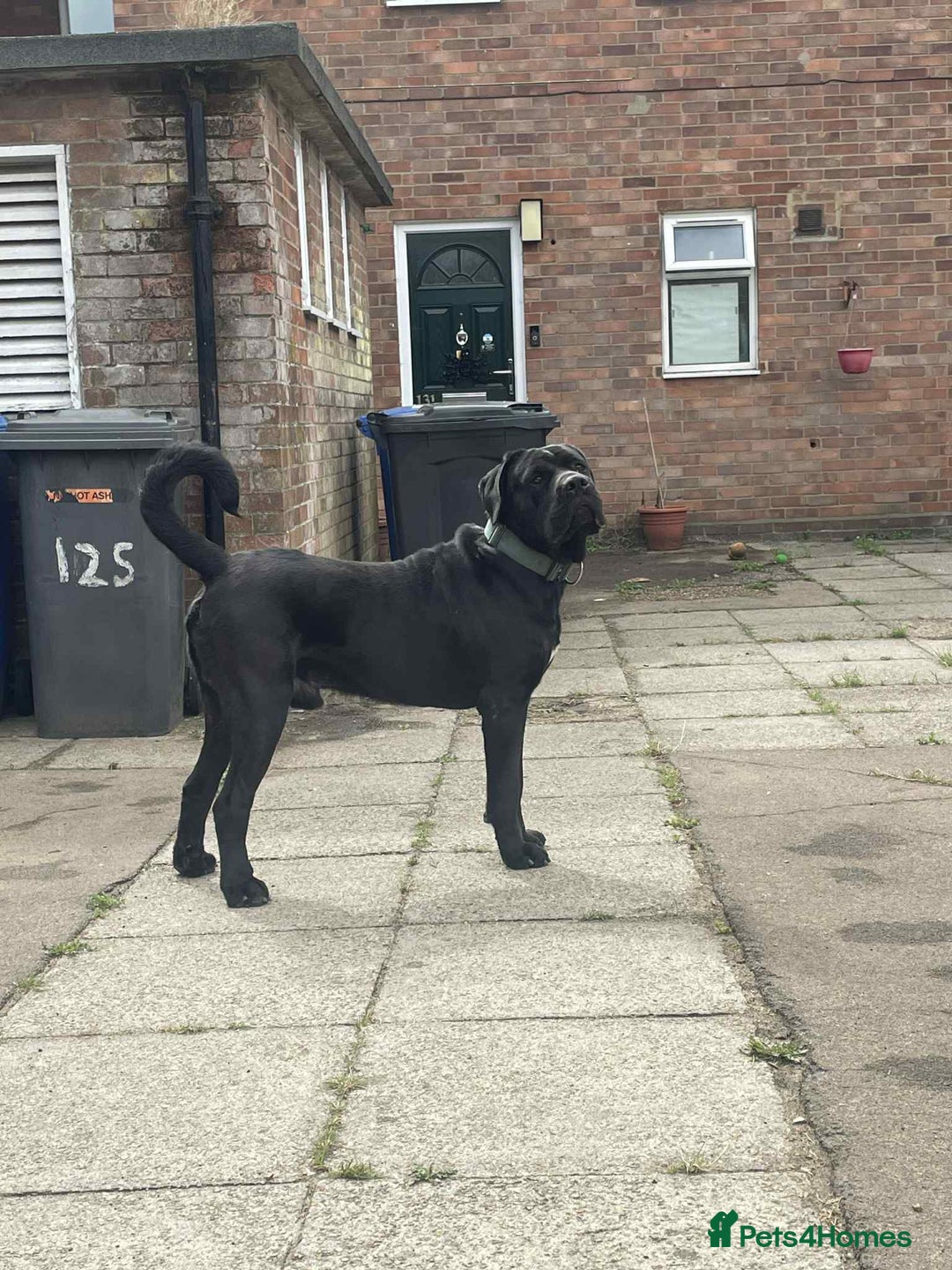 Cane Corso dogs for stud: Cane corso STUD supreme - Advert 2