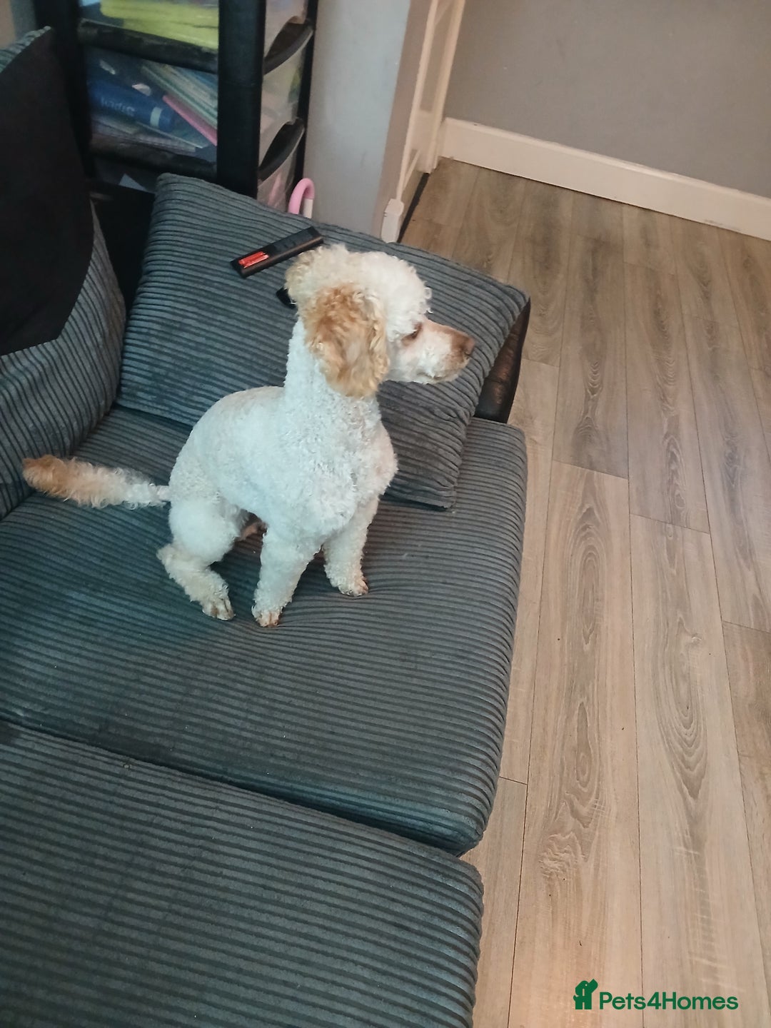 Miniature Poodle dogs for stud: Miniature poodle stud dog - Advert 7