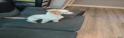 Miniature Poodle dogs for stud: Miniature poodle stud dog - Advert 7