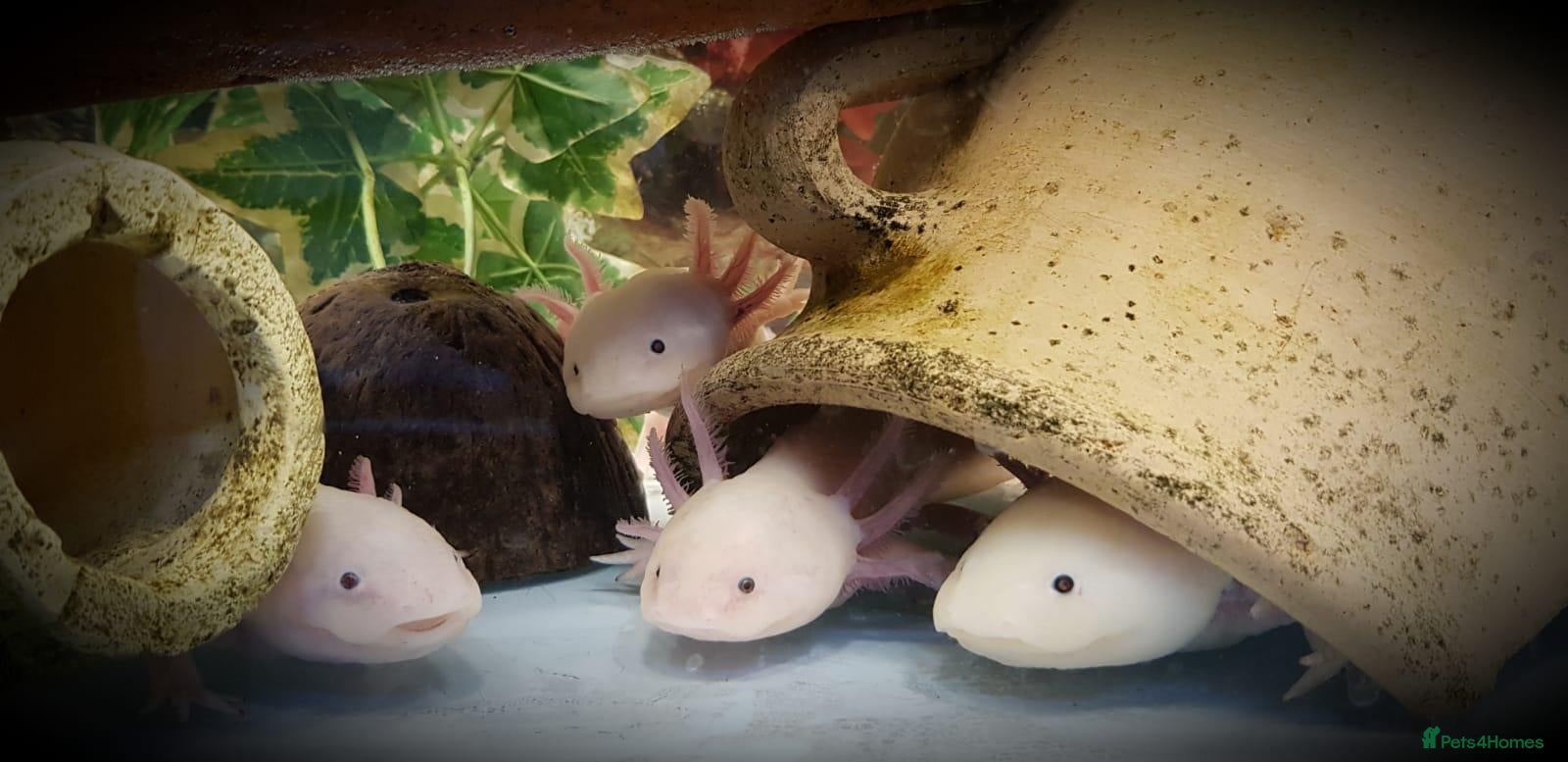 Other/Mixed Breed fish for sale: Axolotls - Advert 2