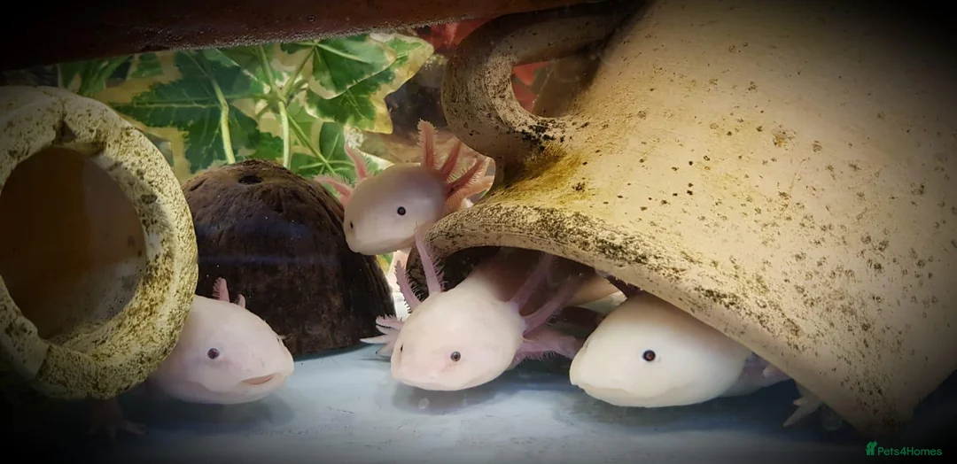 Other/Mixed Breed fish for sale: Axolotls - Advert 2
