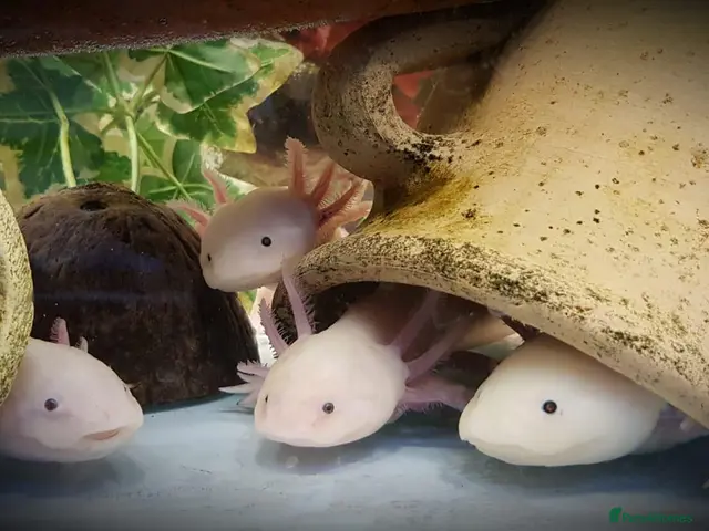 Other/Mixed Breed fish for sale: Axolotls - Advert 2