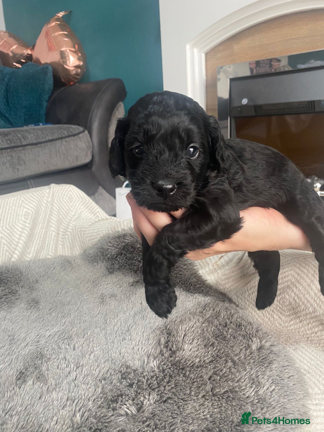 Cockapoo dogs for sale: **Last** Male Cockapoo Puppies avaliable 8th Oct  - Image 15