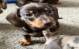 Miniature Dachshund dogs for sale: Miniature dachshunds READY for forever home 🐶🤎 - Image 39