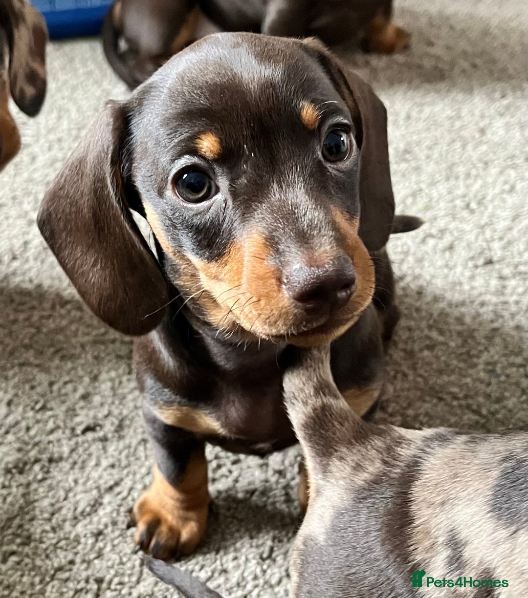 Miniature Dachshund dogs for sale: Miniature dachshunds READY for forever home 🐶🤎 - Image 39