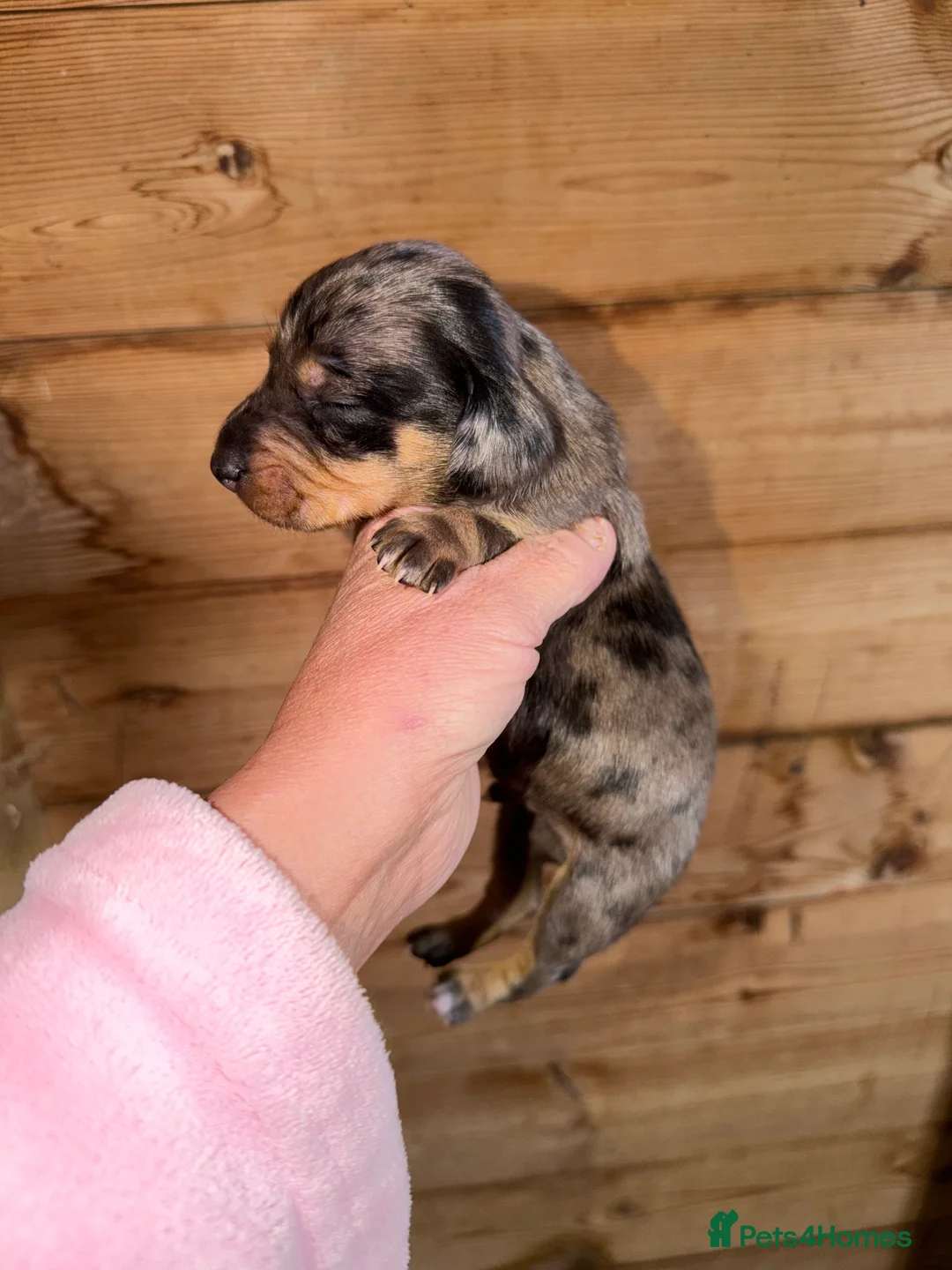 Dachshund dogs for sale: Miniture dashhound puppy’s  - Advert 4