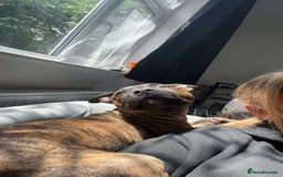Staffordshire Bull Terrier dogs for sale: Loki - Brindle Staffie - Image 1