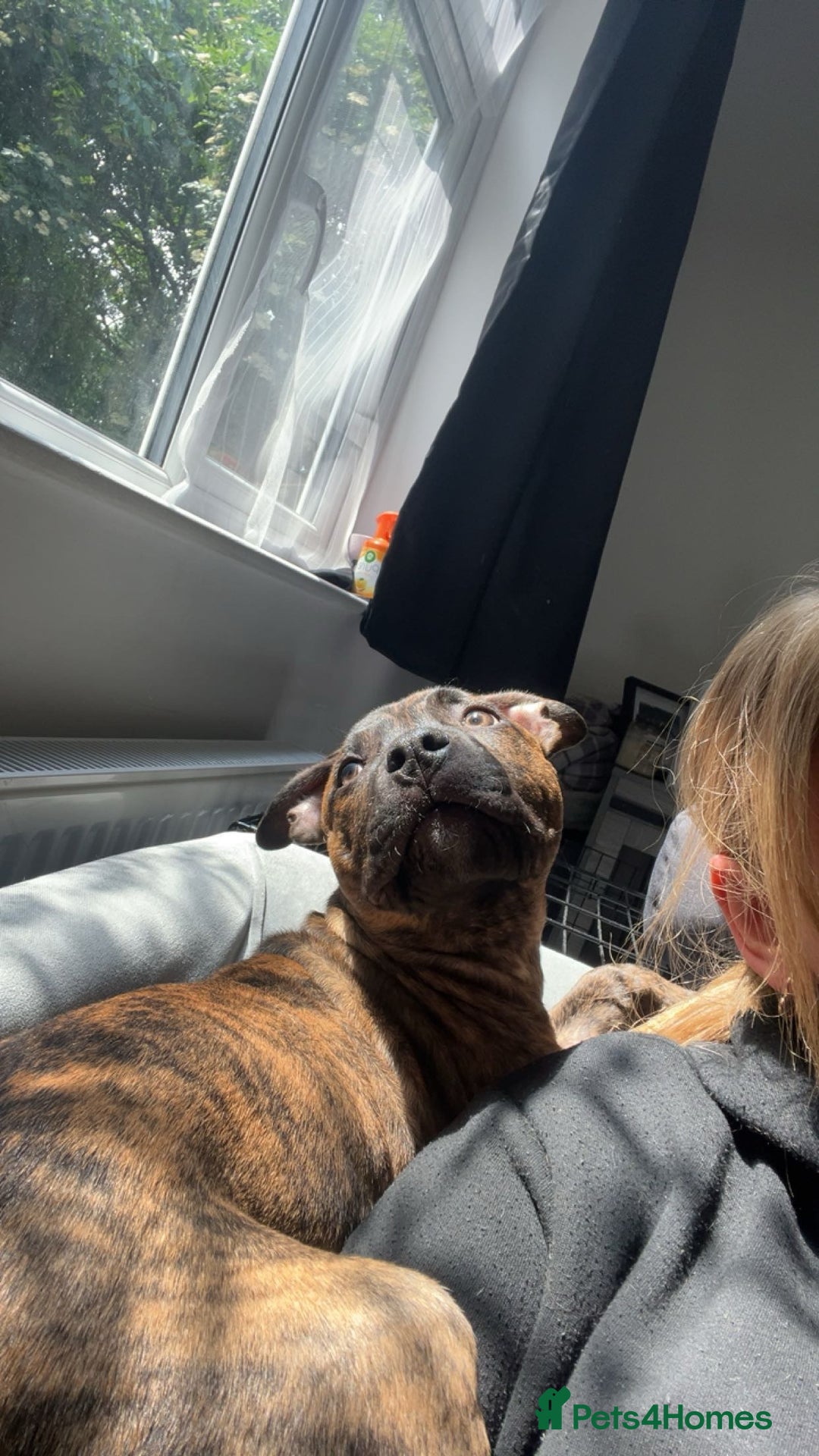 Staffordshire Bull Terrier dogs for sale: Loki - Brindle Staffie - Image 1
