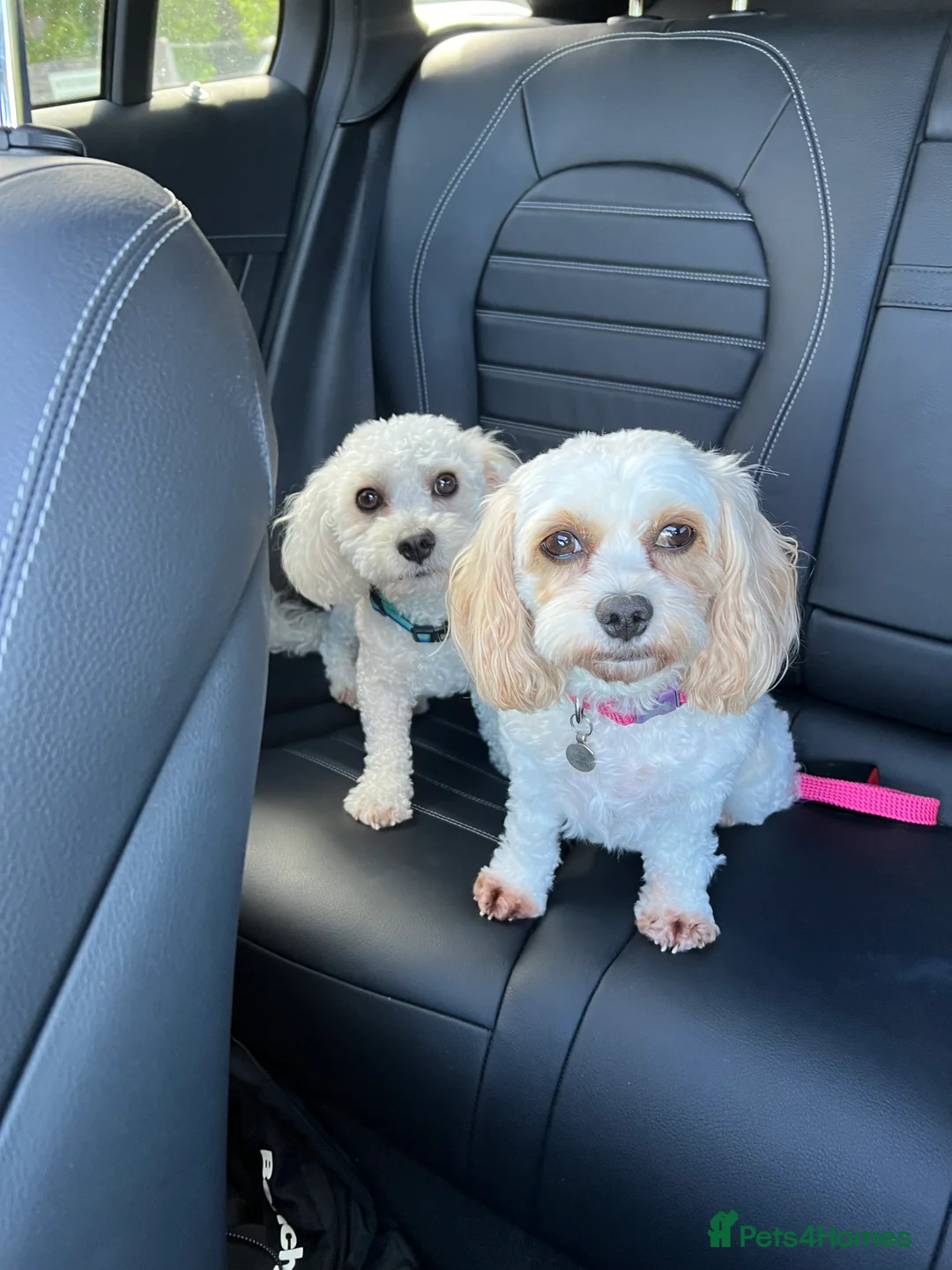 Cavachon dogs for sale: 🐶 Adorable Cavachon Puppies for Sale! 🐾 - Advert 2