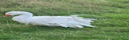 Geese poultry for sale: Fully curled white Sebastopol gander  - Advert 2