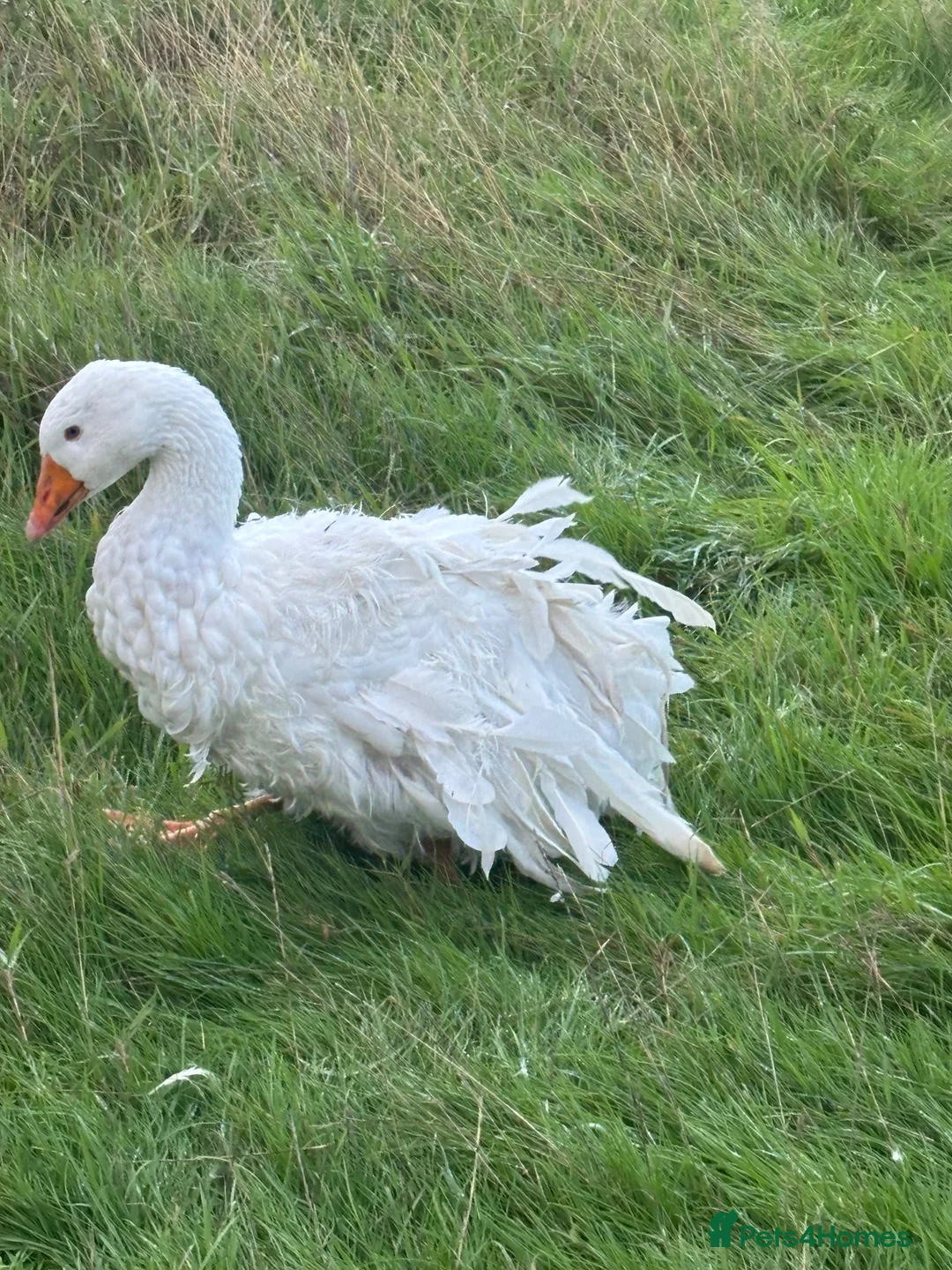 Geese poultry for sale: Fully curled white Sebastopol gander  - Advert 2