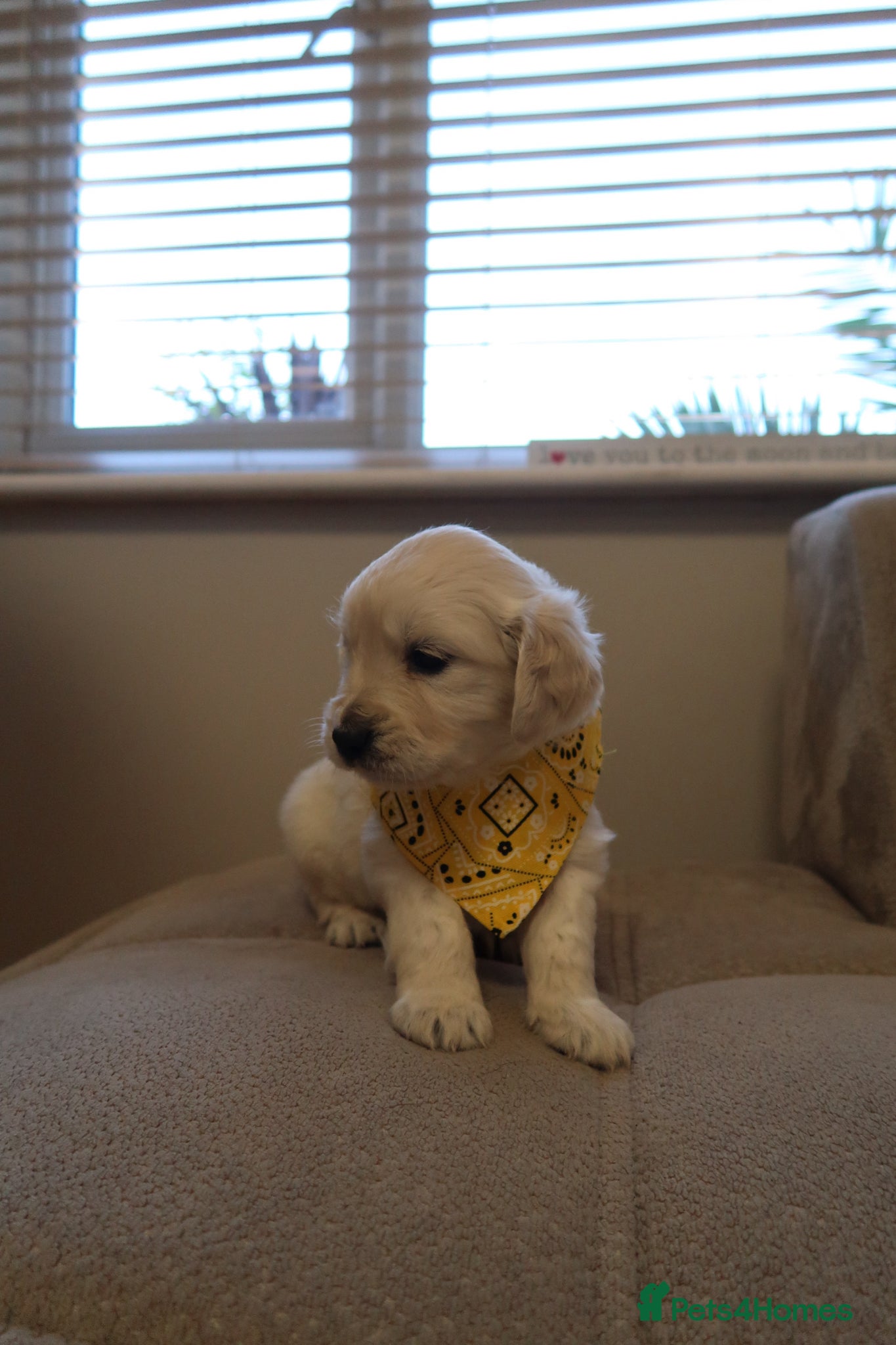 Golden Retriever dogs for sale: Pure bread puppies - Advert 5