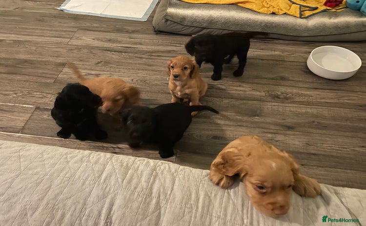 Cocker Spaniel dogs - Advert 2