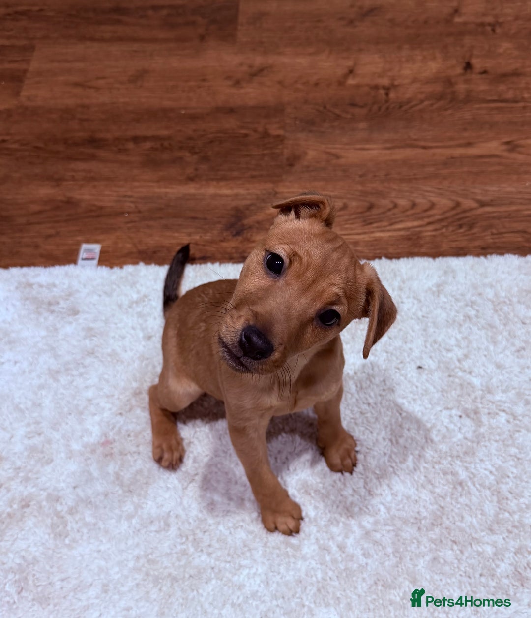 Patterjack dogs for sale: Gorgeous red patterjack boy puppy  - Advert 4