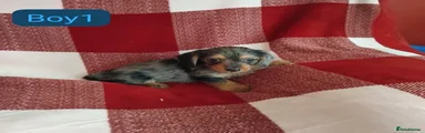 Dachshund 1