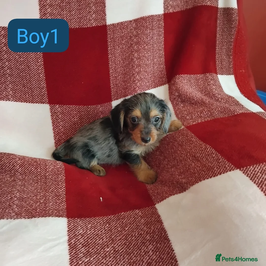 Dachshund dogs for sale: pedigree miniature dachshund puppies - Advert 8