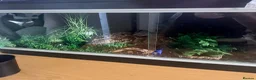 Python Snake reptiles for sale: Pied Royal Python & Full Setup – £400 ONO in Eastbourne - Advert 6