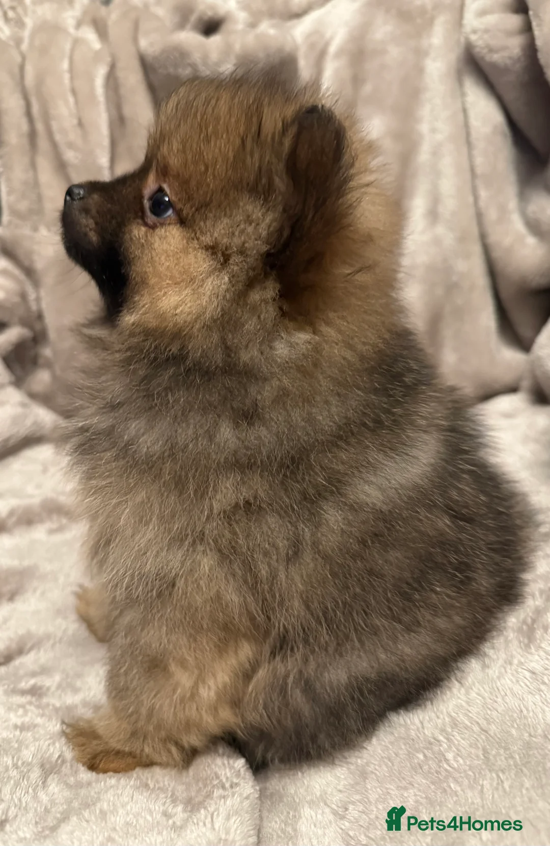 Pomeranian dogs for sale: Fully Vaccinated Orange Sable Boy Pomeranian 💙 - Advert 6