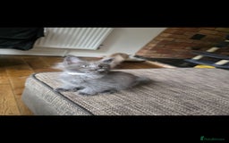 Maine Coon cats for sale: Maine coon pedigree kittens  - Image 7