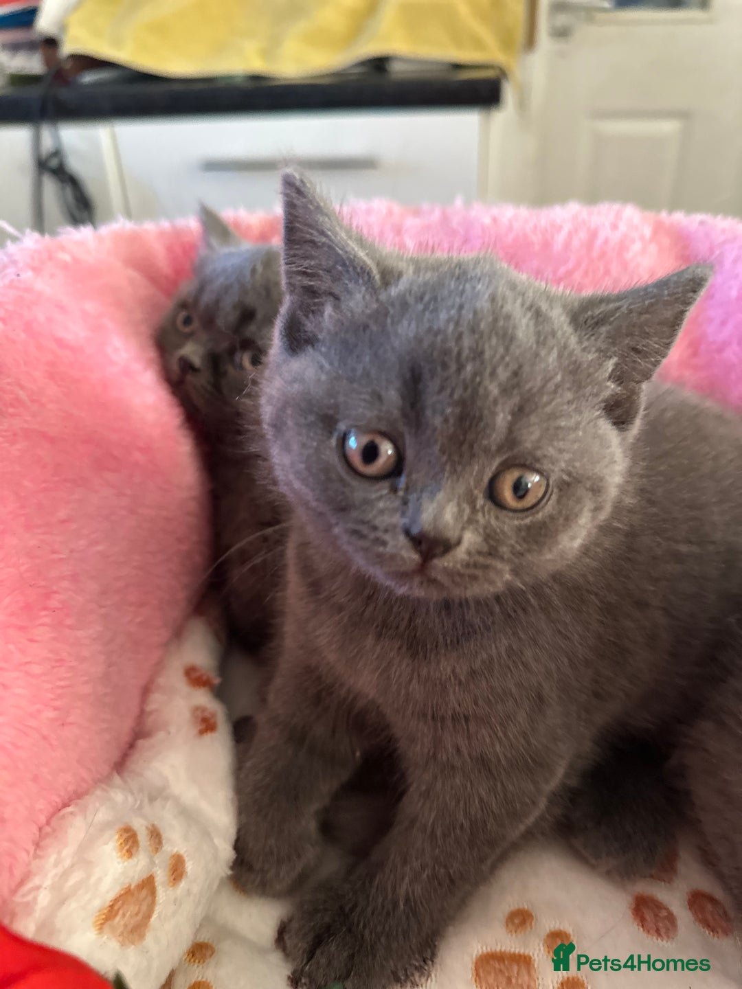 British Shorthair cats for sale: British Blue Pedigree Females - Advert 9