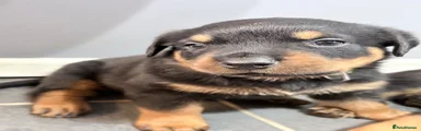 Rottweiler Puppy 1