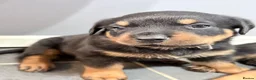 Rottweiler dogs for sale: Rottweiler puppies  in Cambridge - Advert 12