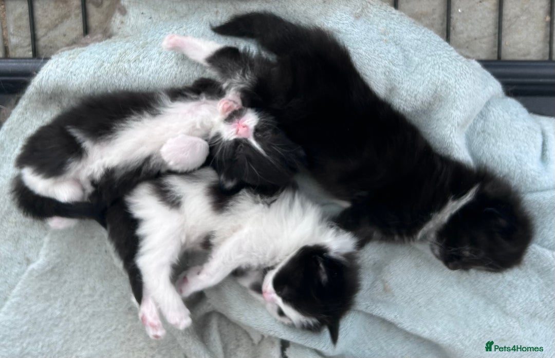 Mixed Breed cats for sale: 4 black + white mixed kittens - Image 10