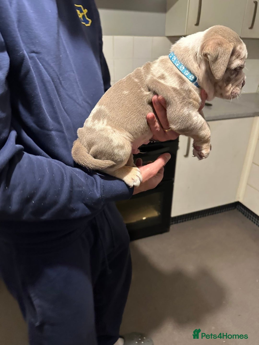 Mixed Breed dogs for sale: FLUFFY OLD TYME ENGLISH BULLDOG  - Advert 6