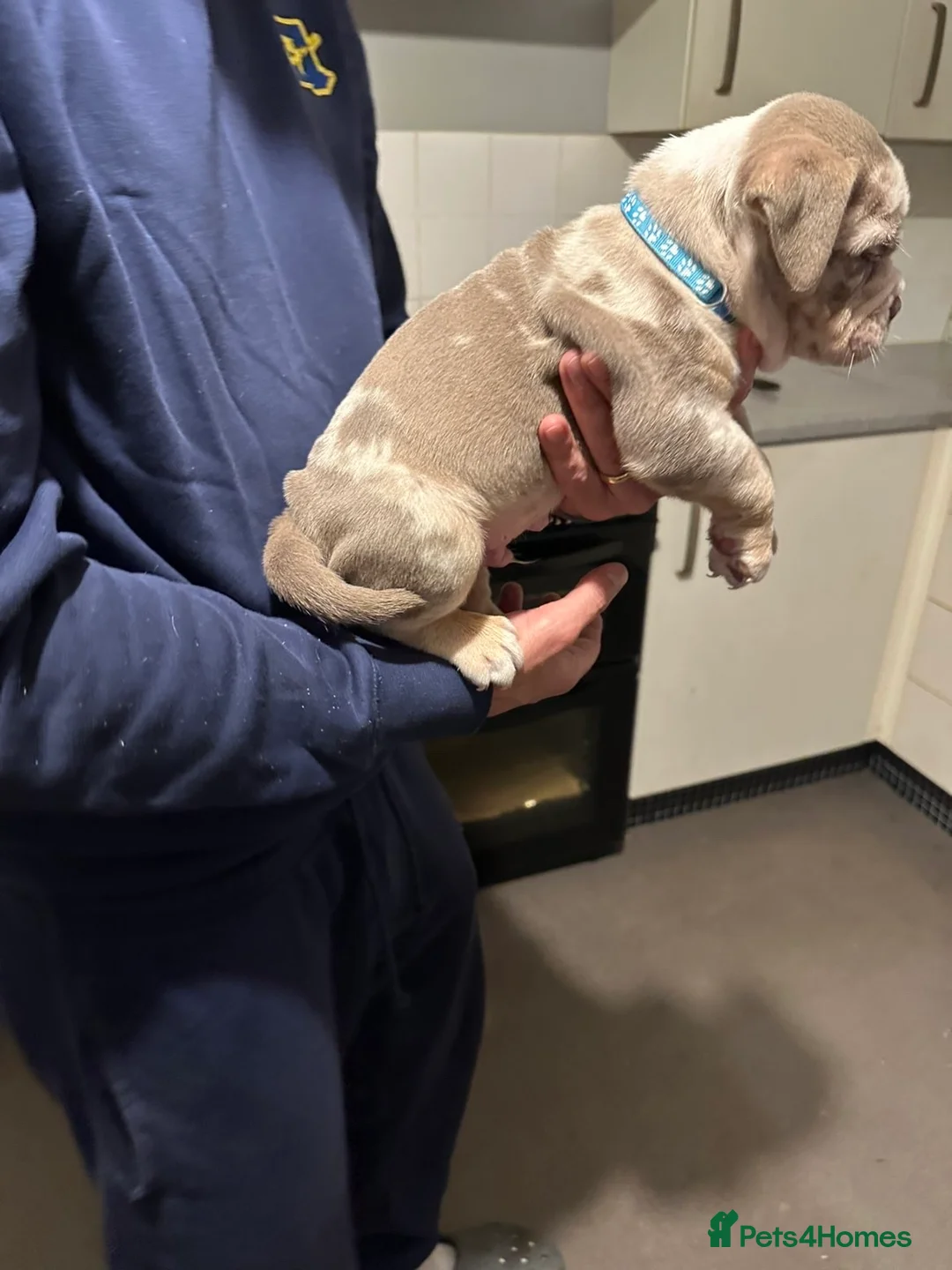 Mixed Breed dogs for sale: FLUFFY OLD TYME ENGLISH BULLDOG  - Advert 6