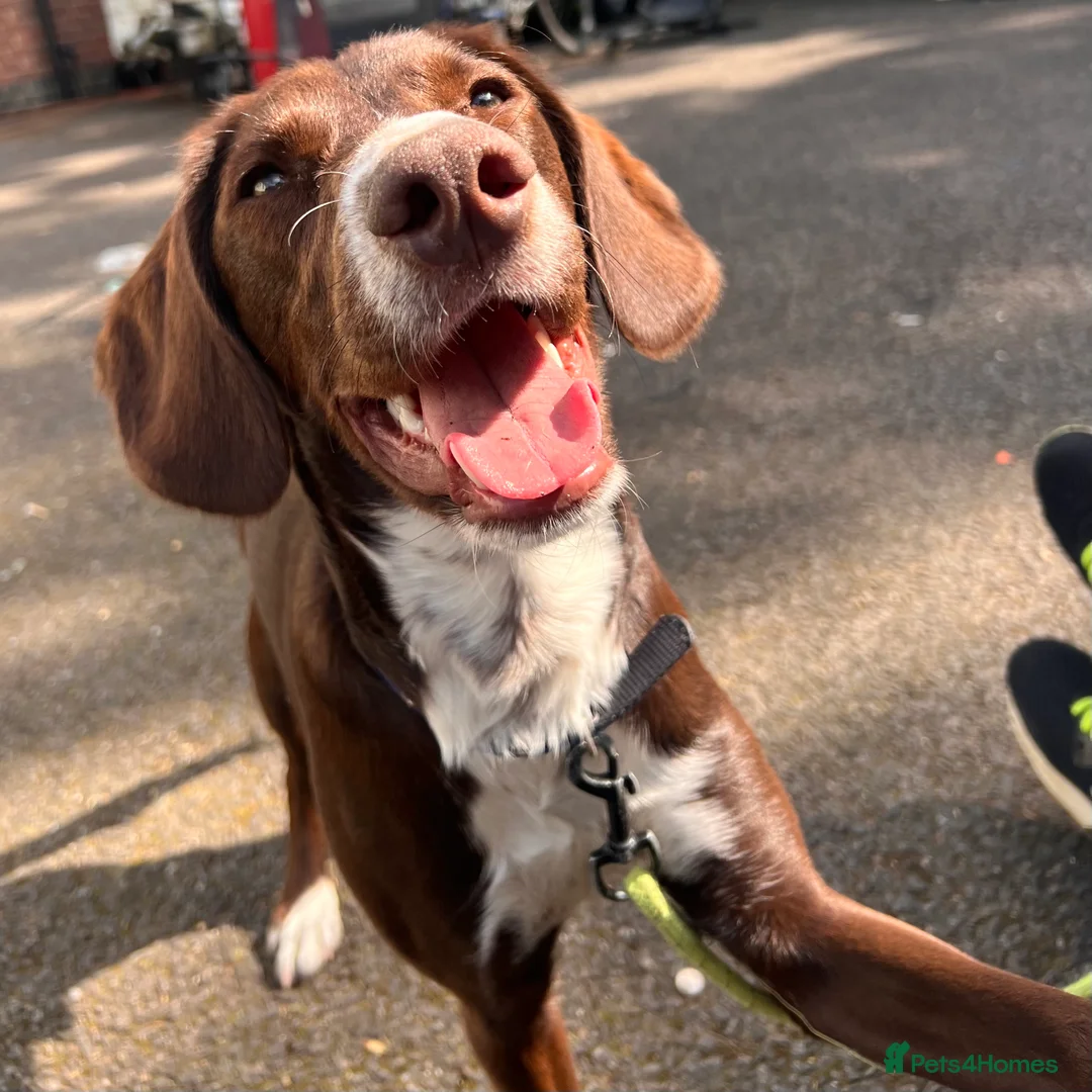 Mixed Breed dogs for sale: MEET SOCKS - Advert 4