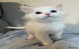 Siberian cats for sale: Pure White Siberian kittens. Ready Now.  - Image 18