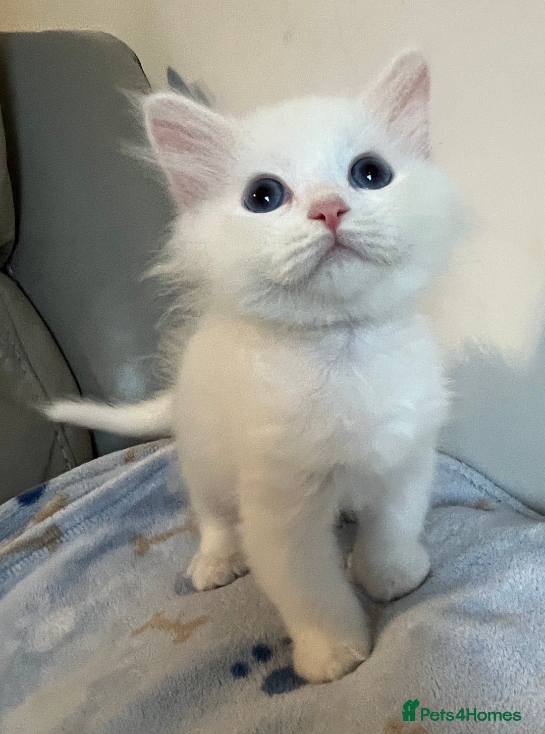 Siberian cats for sale: Pure White Siberian kittens. Ready Now.  - Image 18