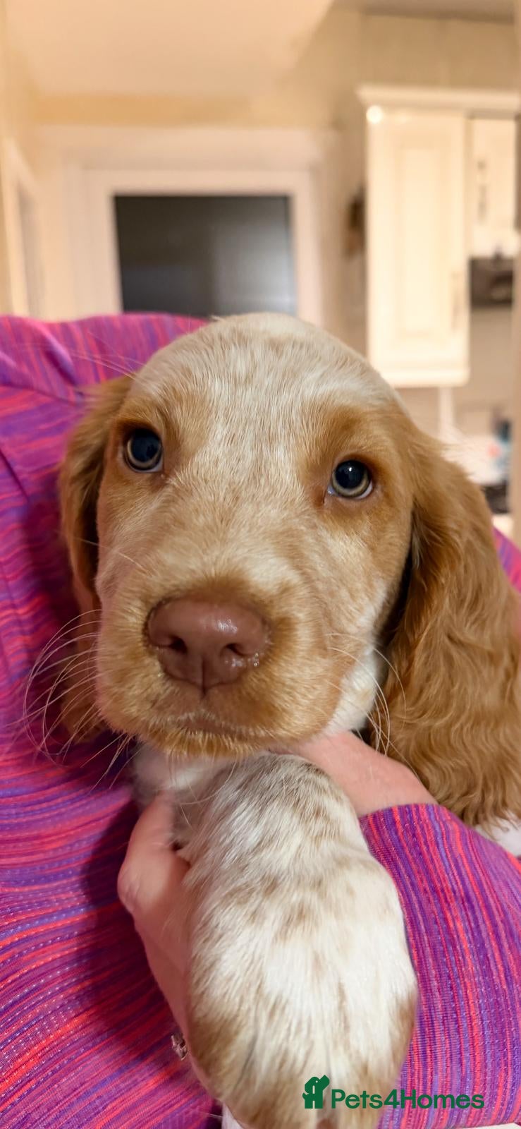 Sprocker dogs Beautiful Sprocker puppies  - Advert 4