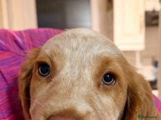 Sprocker dogs Beautiful Sprocker puppies - Advert 18