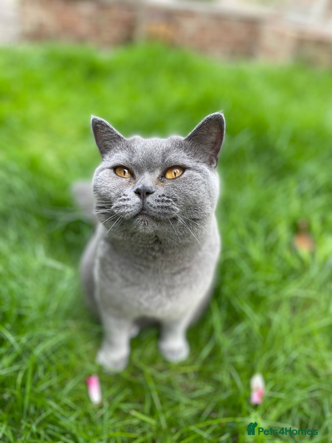 British Shorthair cats for sale: Beautiful & Friendly British Shorthair Girl - Advert 4