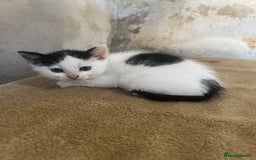 Domestic Shorthair cats for sale: 3 black and white farm kittens - Image 2
