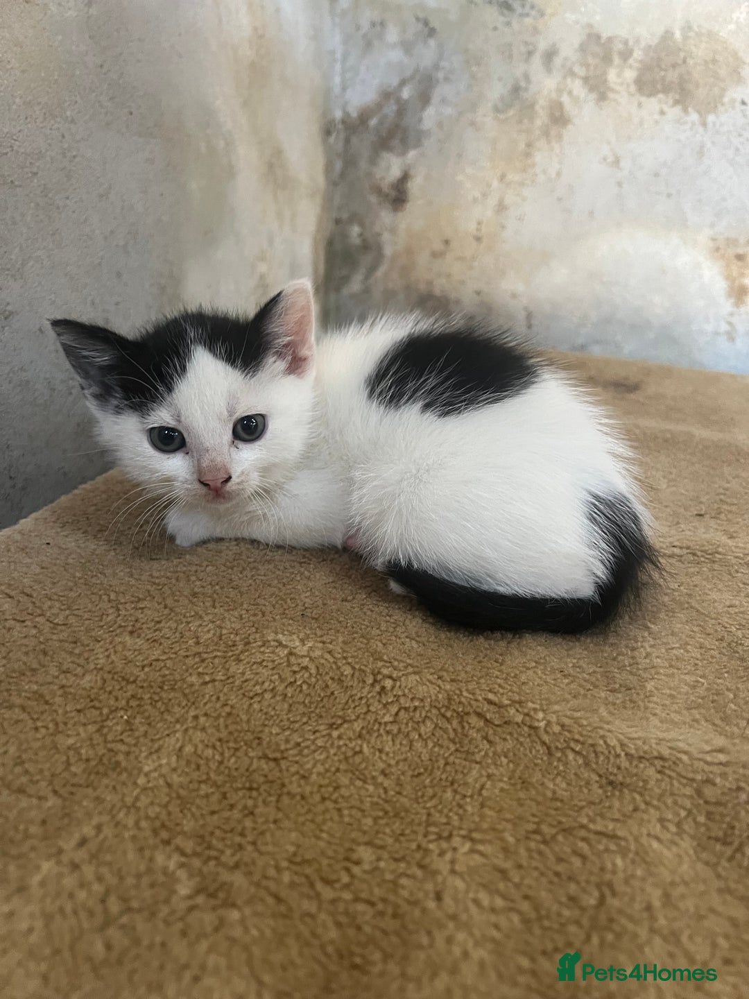 Domestic Shorthair cats for sale: 3 black and white farm kittens - Image 2
