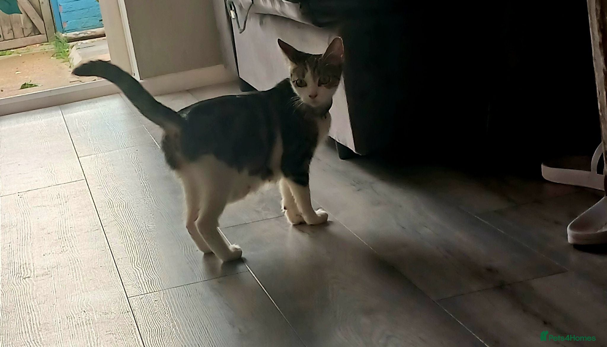 Mixed Breed cats For Sale  - Advert 1